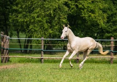 Guides Akhal-Teke