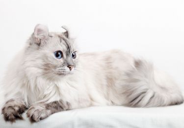 Guides American Curl