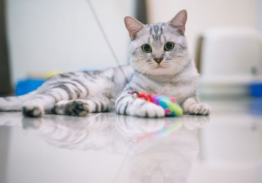 Guides American Shorthair