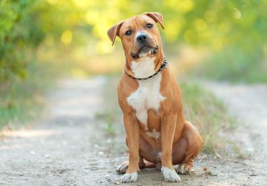 Guides American Staffordshire Terrier