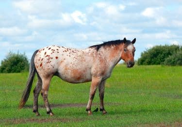 Guides Appaloosa