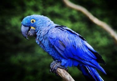 Guides Ara hyacinthe