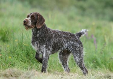 Guides Barbu Tchèque