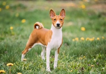Guides Basenji