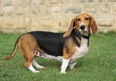 Guides Basset Artésien-Normand