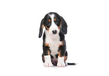 Guides Basset de Westphalie