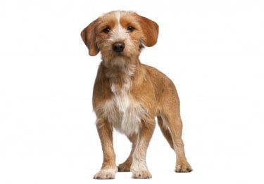 Guides Basset Fauve de Bretagne