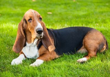 Guides Basset Hound