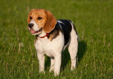 Guides Beagle