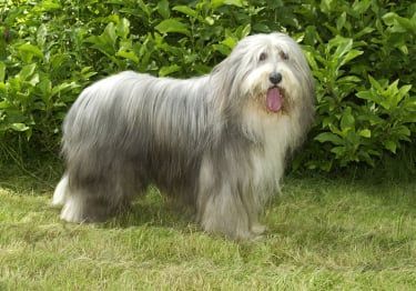 Guides Bearded Collie