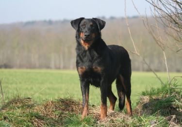 Guides Beauceron