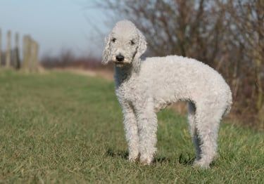 Guides Bedlington Terrier
