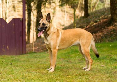 Guides Berger Belge Malinois