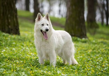 Guides Berger Blanc Suisse