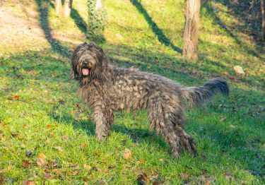 Guides Berger de Bergame