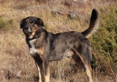 Guides Berger de Savoie