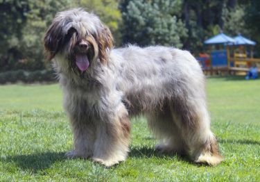 Guides Berger Portugais