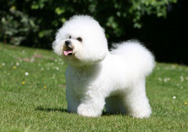Guides Bichon à poil frisé