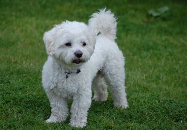 Guides Bichon Maltais