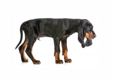Guides Black and Tan Coonhound