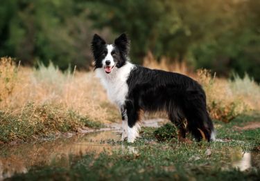 Guides Border Collie