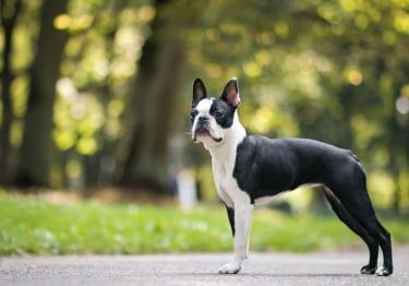 Guides Boston Terrier