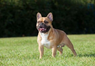 Guides Bouledogue Français