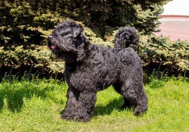 Guides Bouvier des Flandres