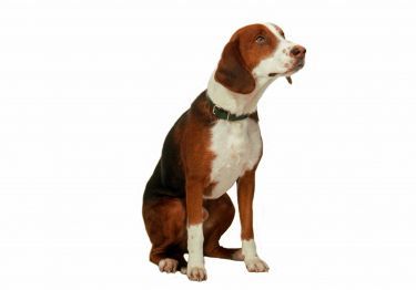 Guides Brachet Allemand