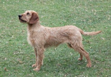 Guides Brachet de Styrie à poil dur