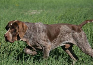 Guides Braque de Burgos