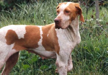 Guides Braque de l'Ariège