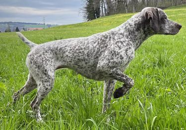 Guides Braque du Bourbonnais