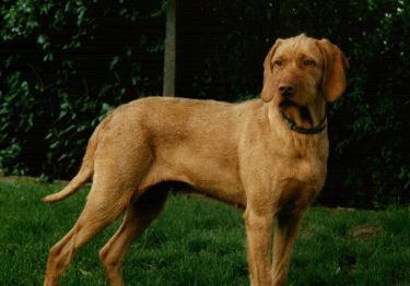 Guides Braque hongrois à poil dur