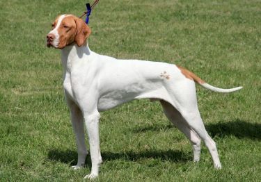 Guides Braque Saint-Germain