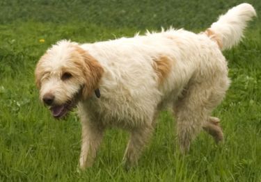 Guides Briquet Griffon Vendéen