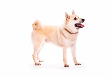 Guides Buhund Norvégien