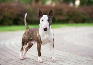 Guides Bull Terrier