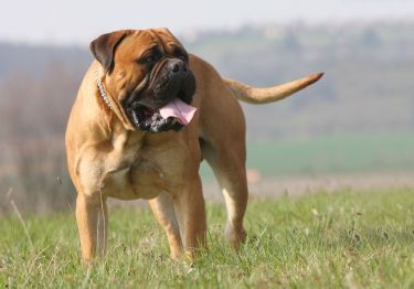 Guides Bullmastiff