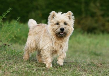 Guides Cairn Terrier