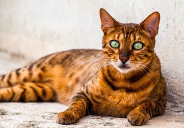 Guides California Spangled