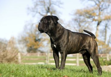 Guides Cane Corso