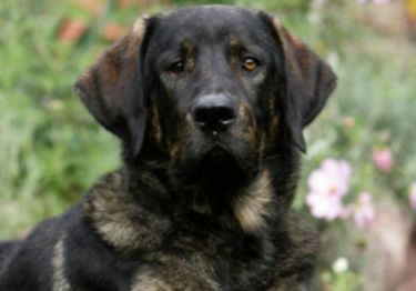 Guides Cao de Castro Laboreiro