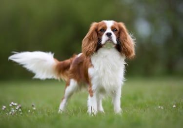 Guides Cavalier King Charles Spaniel