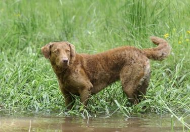 Guides Chesapeake Bay Retriever