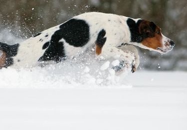 Guides Chien courant de Halden