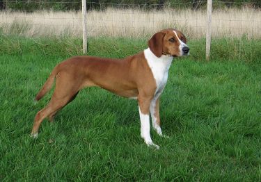 Guides Chien courant de Hygen