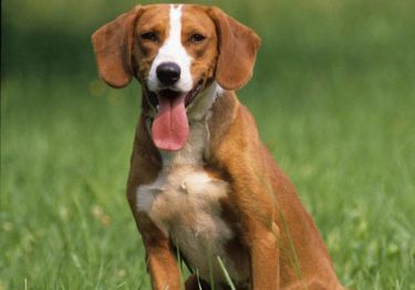 Guides Chien courant de Posavatz