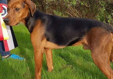 Guides Chien courant de Schiller