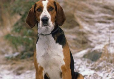 Guides Chien courant Finnois